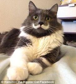 猫咪视频在线观看网页版,在线观看网页版猫咪视频攻略