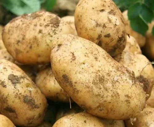 马铃薯视频,从田间到餐桌的神奇之旅